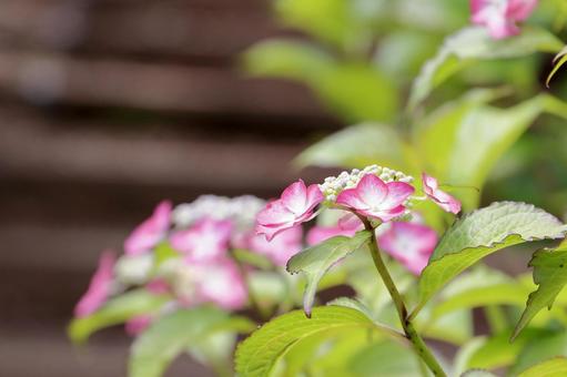 紫陽花 紫陽花の写真