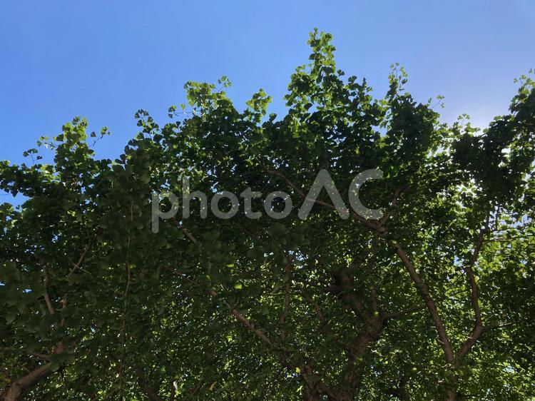 秋口の銀杏と青空-2 銀杏並木,秋,色づき始めの写真素材