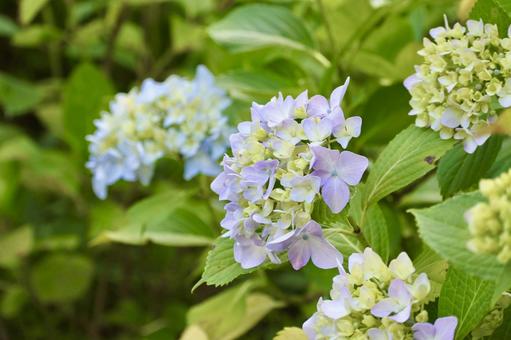 淡い色の紫陽花 淡い色の紫陽花の写真