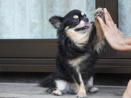 チワワとハイタッチ・縁側にて チワワとハイタッチ・縁側にて 犬,チワワ,ハイタッチの写真素材
