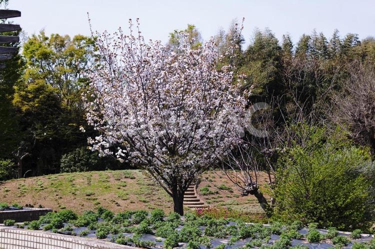一本の桜 桜,さくら,サクラの写真素材
