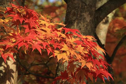 紅葉 紅葉の写真