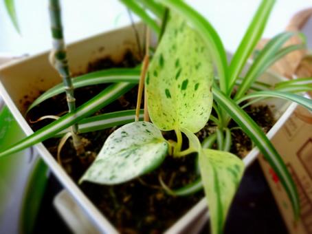 観葉植物の写真