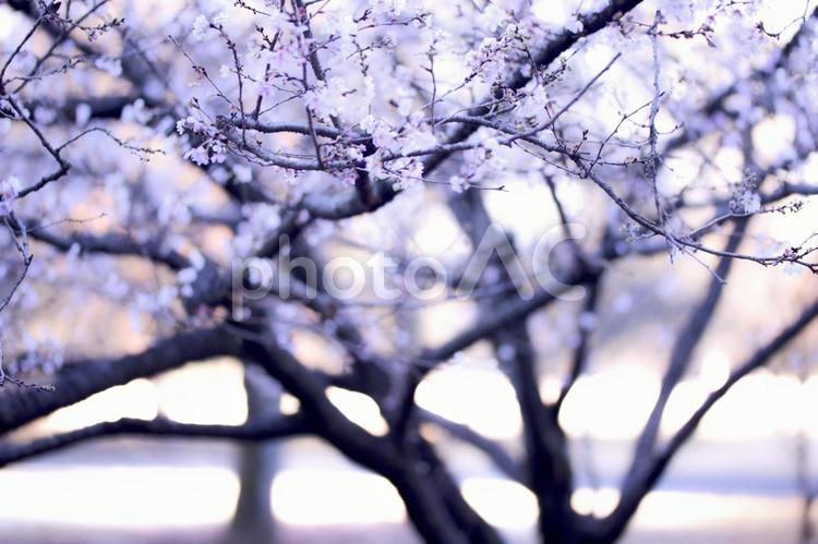 桜の木 背景,桜,木の写真素材