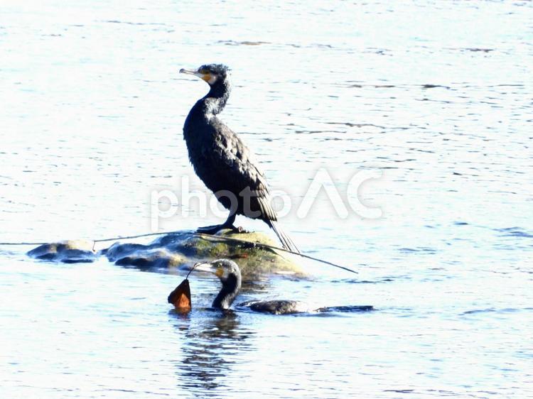 葉っぱを咥える川鵜と立つ川鵜 鳥,野鳥,川鵜の写真素材