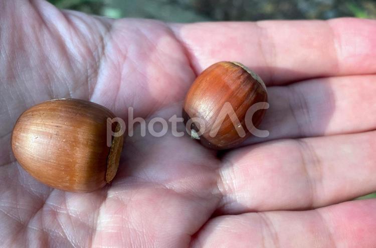 クヌギの実 クヌギ,どんぐり,ドングリの写真素材