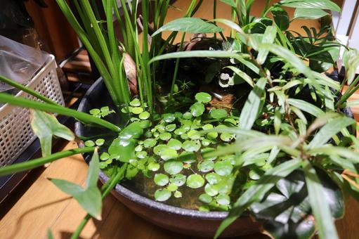Indoor water lily pot, JPG
