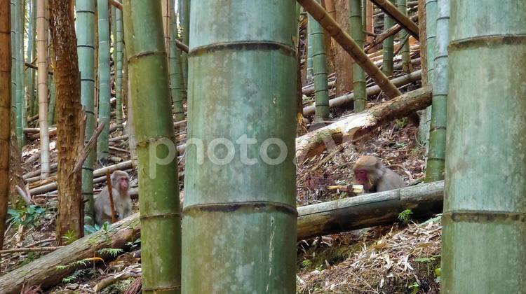 たけのこ頬張るお猿さん 猿,山,自然の写真素材