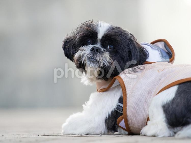 ワンコの顔（ミックス犬） 犬,ミックス犬,可愛い犬の写真素材