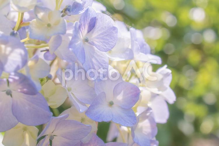 キラキラ玉ボケと紫陽花 紫陽花,玉ボケ,キラキラの写真素材