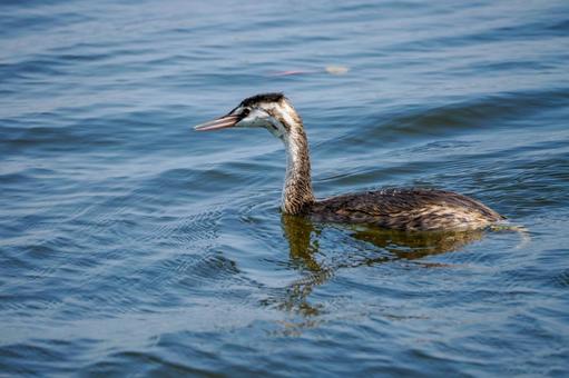 カンムリカイツブリの若鳥(24) カンムリカイツブリの若鳥(24)の写真