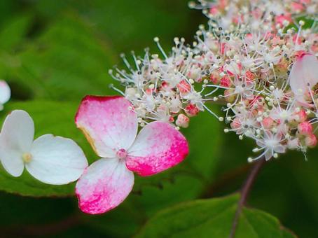 Japanese Flowers, JPG Japanese Flowers, JPG