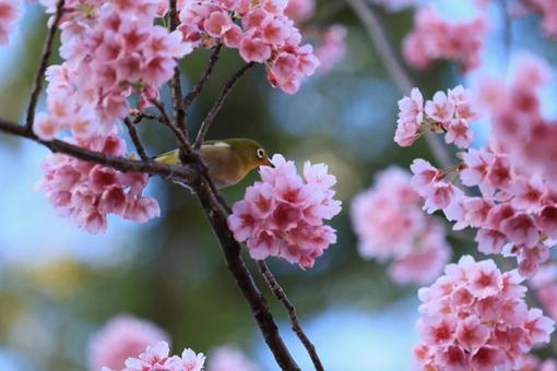 花と鳥 花と鳥の写真
