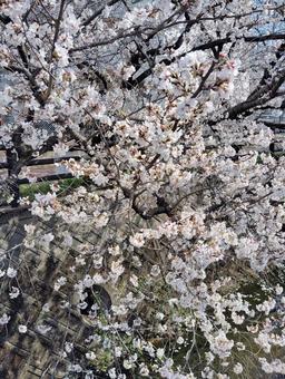 桜 桜,春,ピンクの写真素材