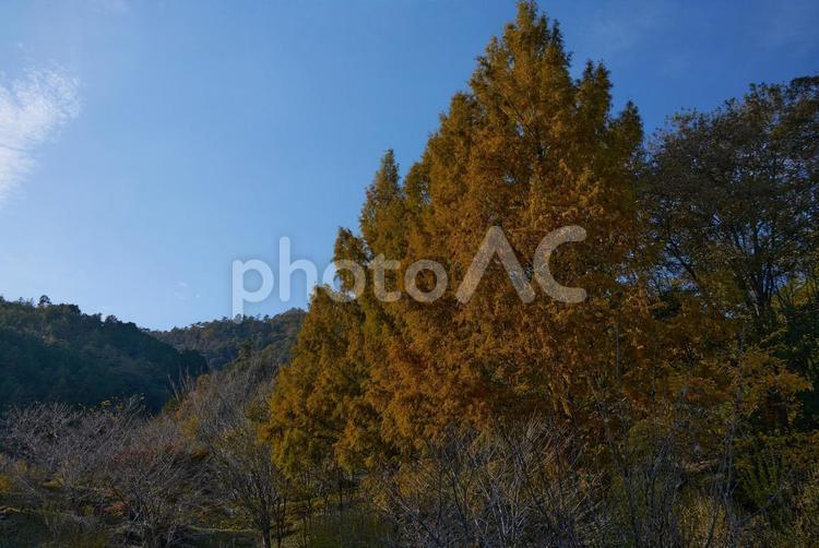 紅葉シーズンの田舎の風景 紅葉,風景,自然の写真素材