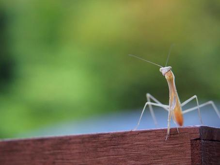 カマキリ、視線の先 カマキリ、視線の先 カマキリ,昆虫,自然の写真素材
