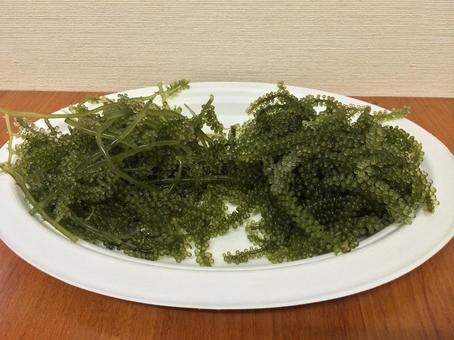 太い茎あり・なしの海ぶどうの比較(沖縄産 太い茎あり・なしの海ぶどうの比較(沖縄産 海ぶどう,グリーンキャビア,クビレズタの写真素材