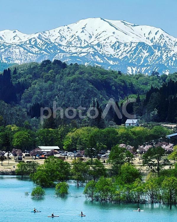 白川湖の水没林 サップ,雪解け,山の写真素材