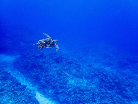 珊瑚礁を泳ぐ海亀 珊瑚礁を泳ぐ海亀の写真
