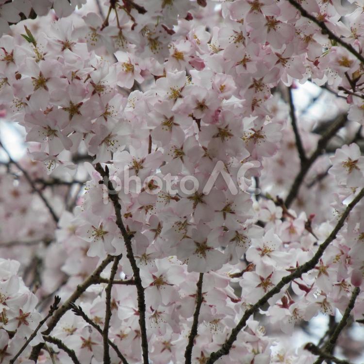 やや曇り空の下、桜の花を見上げる 花,植物,木の写真素材