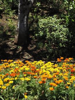 公園のマリーゴールド(江戸川区・南葛西) 公園のマリーゴールド(江戸川区・南葛西)の写真