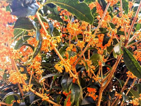 きんもくせい きんもくせい キンモクセイ,芳香,香りの写真素材