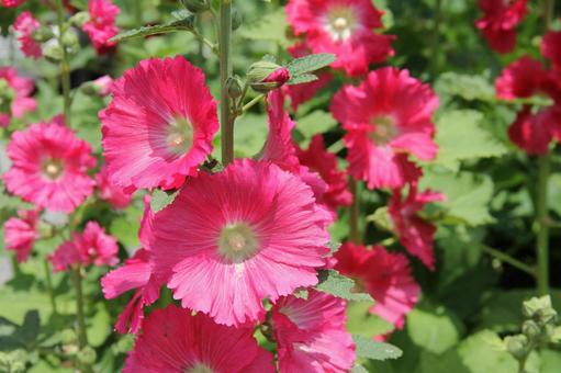 タチアオイ・立葵の咲く風景 草花,カラフル,豪華の写真素材
