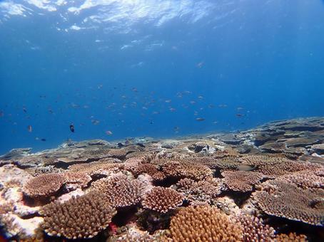 沖縄の海　ダイビング ダイビング,スキューバダイビング,海の写真素材