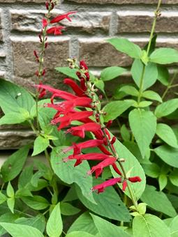 パイナップルセージ パイナップルセージ,セージ,ハーブの写真素材