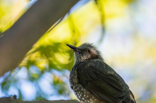 枝にとまるヒヨドリ 枝にとまるヒヨドリの写真