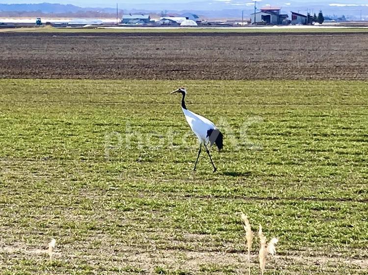 畑の上を歩いている鶴 鶴,野鳥,野生の写真素材