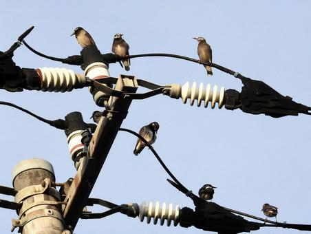 電柱の配線に群れるムクドリ 鳥,野鳥,ムクドリの写真素材