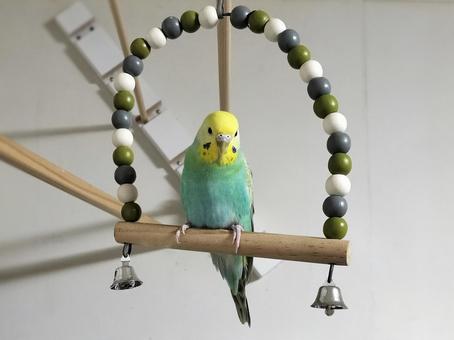 ブランコに乗るレインボーインコ ブランコに乗るレインボーインコの写真