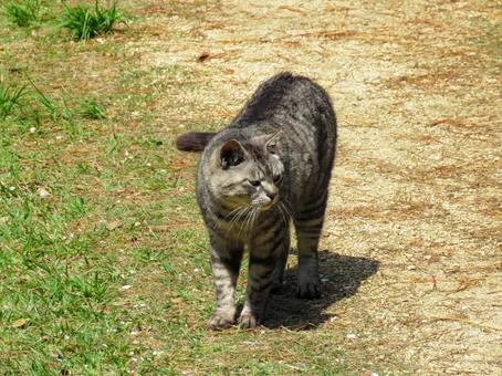 こちらに向かって歩いてくる猫 こちらに向かって歩いてくる猫 猫,動物,哺乳類の写真素材
