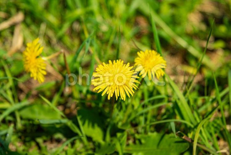 たんぽぽ　黄色　 たんぽぽ,自然,花の写真素材