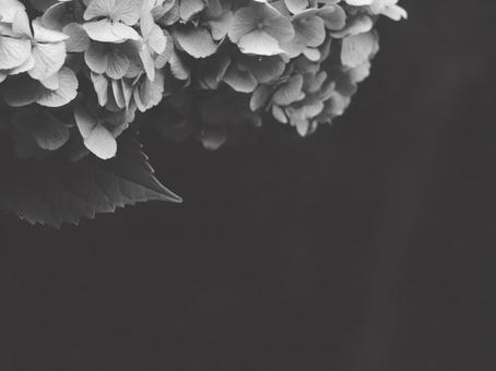 紫陽花 [白黒/淡]版 縦横4:3 白黒,モノクロ,グレースケールの写真素材