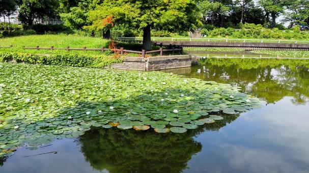 Summer at Mizumoto Park, water lilies in the pond and green trees, Katsushika Ward, JPG Summer at Mizumoto Park, water lilies in the pond and green trees, Katsushika Ward, JPG