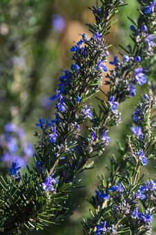 ローズマリー ローズマリー,ハーブ,アロマの写真素材