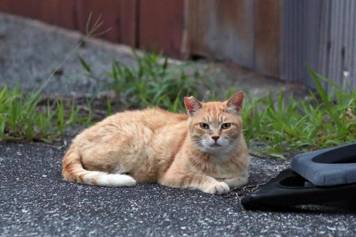 耳カットされた茶トラ猫 茶トラ猫,猫,野良猫の写真素材