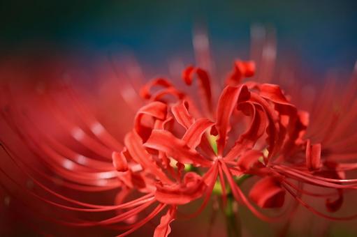 彼岸花の写真