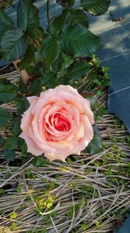 薔薇 1 薔薇 1の写真