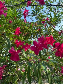 赤い夾竹桃 赤い夾竹桃 夾竹桃,キョウチクトウ,花の写真素材