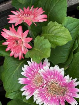 ガーベラ ガーベラの写真