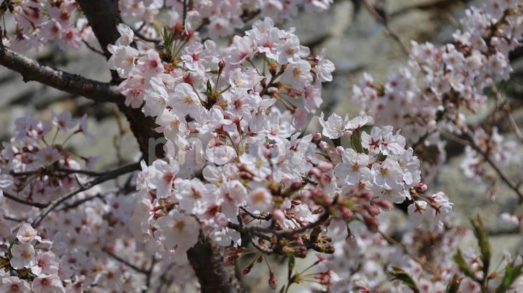 城と桜 桜,春,青空の写真素材