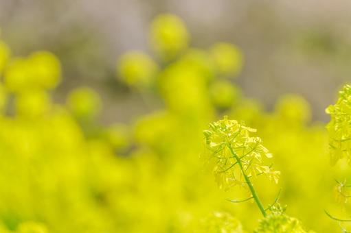 Rape blossoms shining in the spring sunshine, JPG Rape blossoms shining in the spring sunshine, JPG