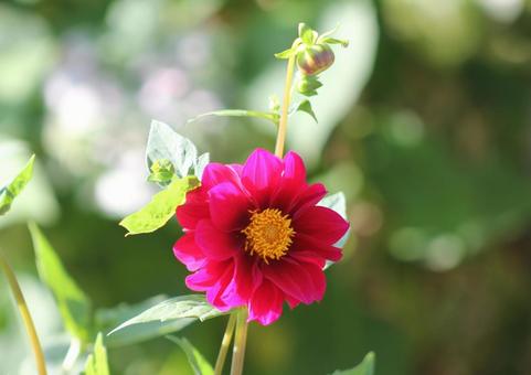 赤いダリア 赤いダリア ダリア,花,植物の写真素材