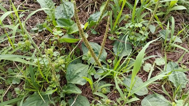 Plantain also used as a herbal medicine, JPG Plantain also used as a herbal medicine, JPG