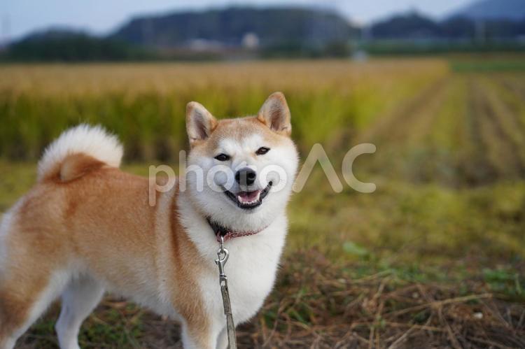 秋になって喜ぶゆず、涼しい・・ 柴犬,犬,日本犬の写真素材