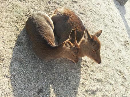 鹿の親子 昼寝 宮島 鹿,動物,生物の写真素材