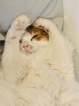 猫 猫の写真